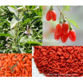 Acme Fate ningxia wolfberry goji berry